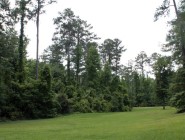 Bladon Springs Field