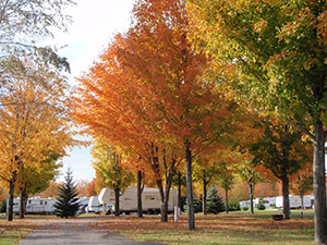 Fall-at-Kampvilla.jpg